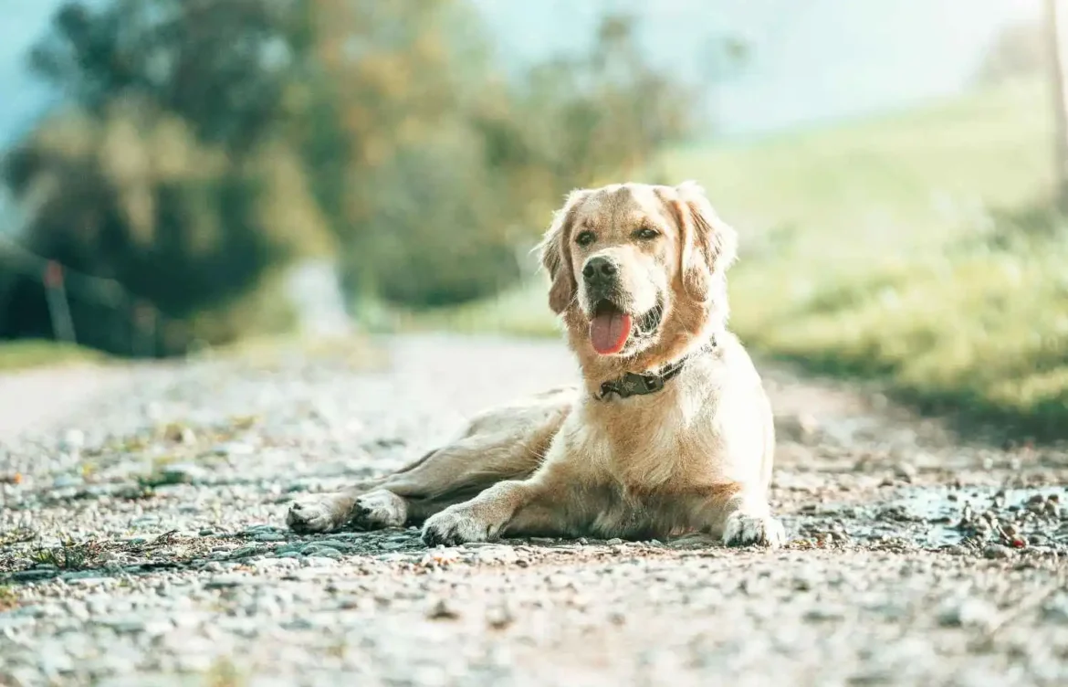 How To Train a Labrador Retriever?