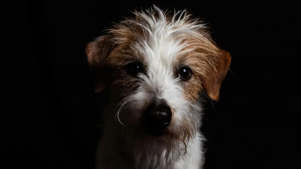 Cute Terrier Dog