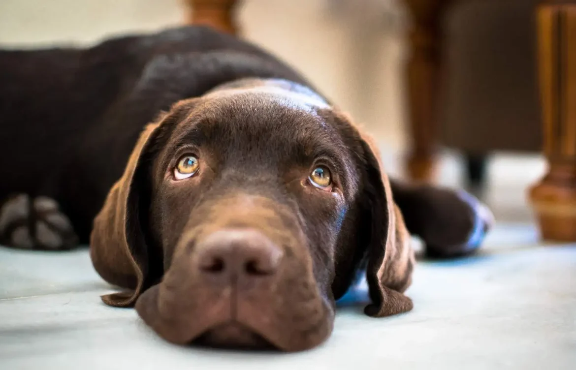 Do Chocolate Labs Have a Shorter Lifespan?