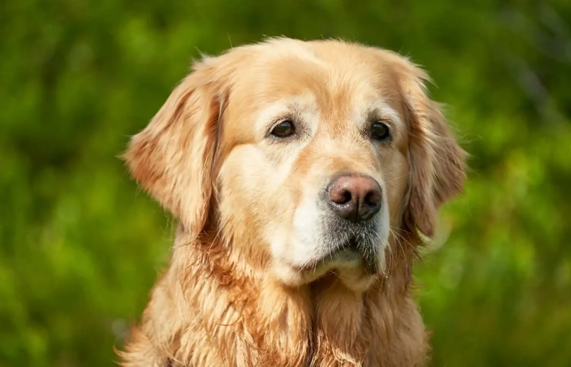Do Labradors Get Bored Easily?