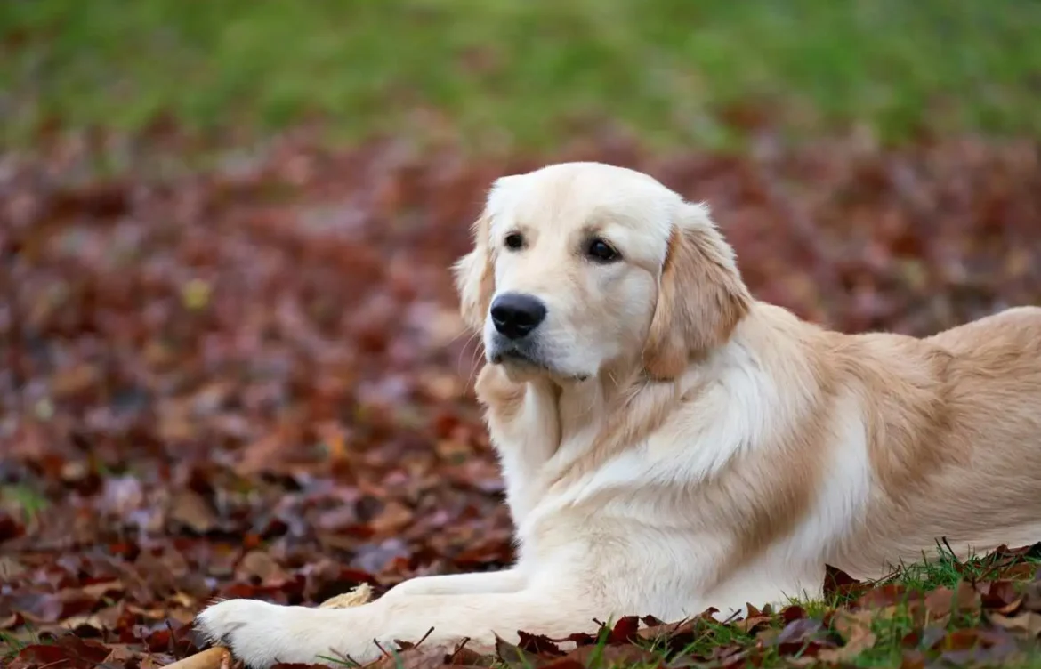 Best Dog Food for Labrador Retrievers