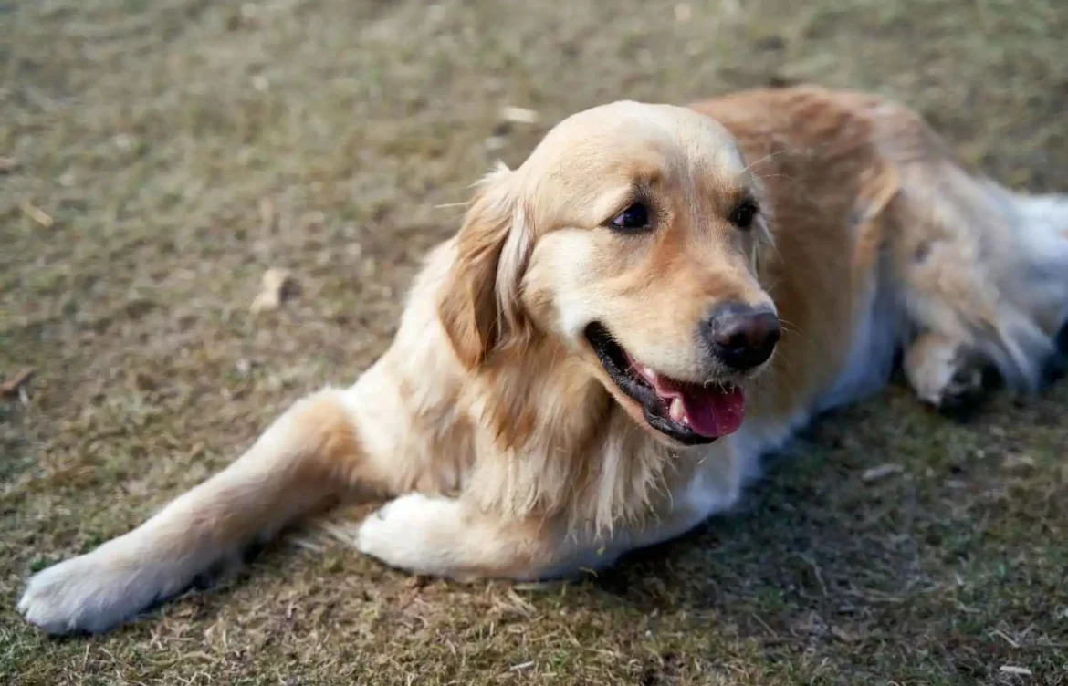 How to Keep Your Labrador’s Joints Healthy?