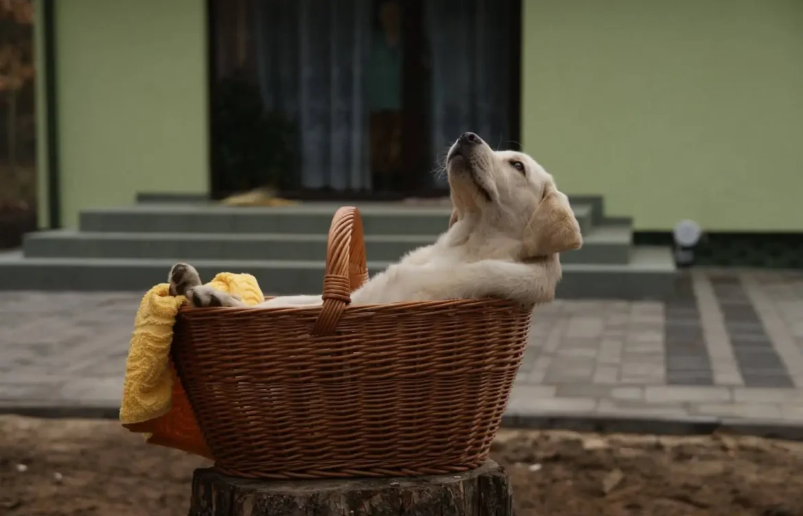 Do Male or Female Labradors Live Longer?