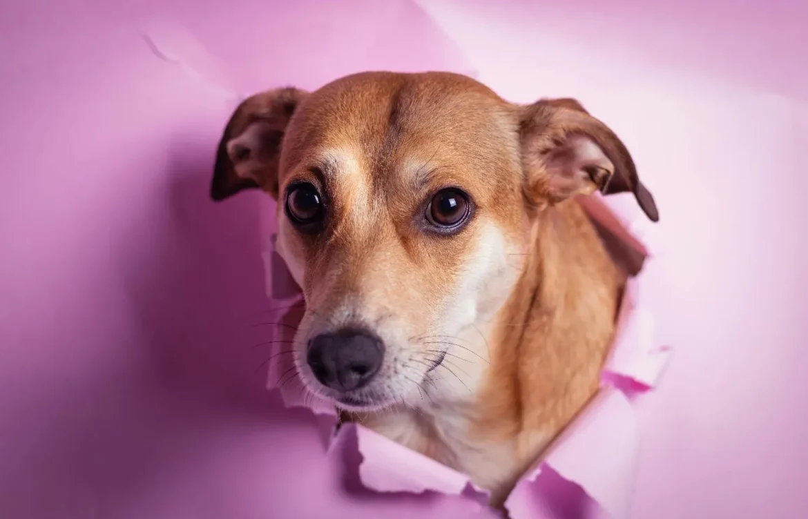 How to Treat Dog Ear Infection Without a Vet?