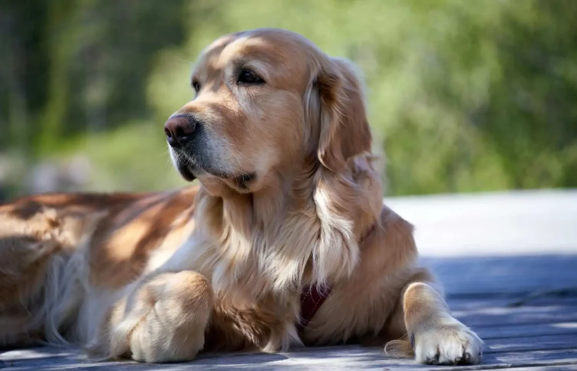 Labrador Behavior Timeline: What to Expect by Age