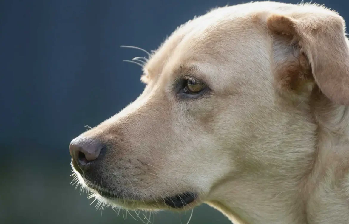 What Diseases Are Labradors Prone To?