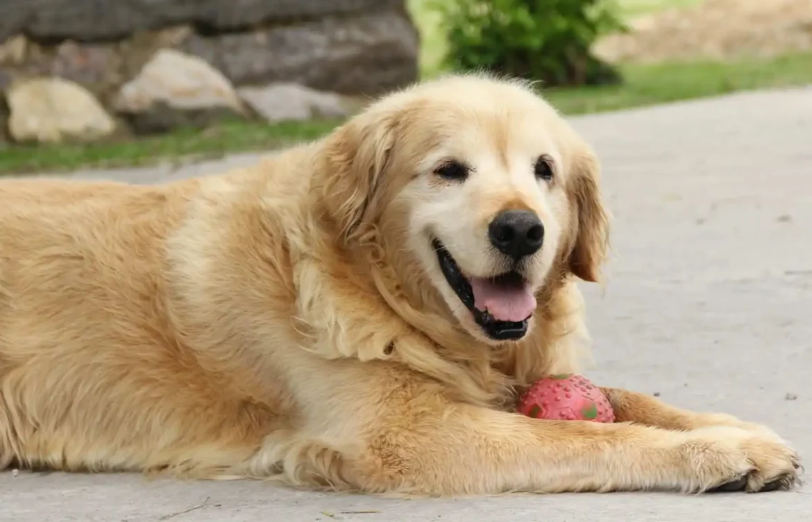 When and How Often Do Labs Go Into Heat?