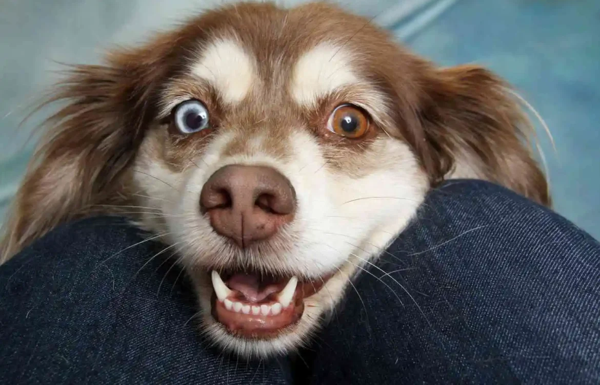 How Much Does It Cost to Neuter a Dog?